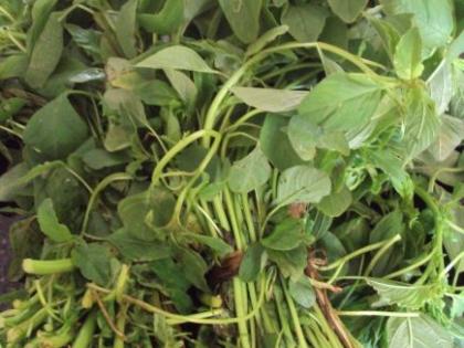 Immune boosting legumes have become rare | रोगप्रतिकार शक्ती वाढविणाऱ्या रानभाज्या झाल्या दुर्मिळ