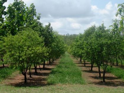 Nine thousand sandalwood trees planted in Varora taluka of Chandrapur district | चंद्रपूर जिल्ह्यातील वरोरा तालुक्यात नऊ हजार चंदन वृक्षांची लागवड