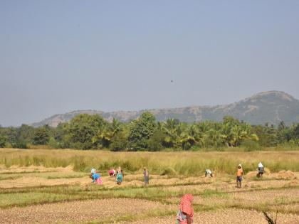 Sindhudurg: Twenty-five hectares of agricultural land, Nathavade-Navaldeviwadi | सिंधुदुर्ग : नाधवडे-नवलादेवीवाडीतील पंचवीस हेक्टर शेती ओलिताखाली