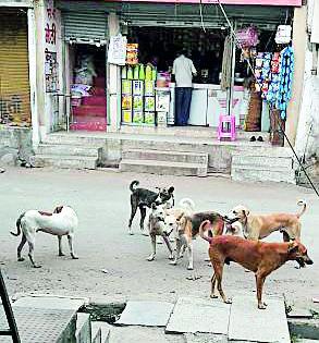 Dog breeding in Achalpur; Citizens suffer | अचलपुरात कुत्र्यांचा सुळसुळाट; नागरिक त्रस्त