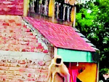 The forest department is helpless in front of the clever monkeys | हुशार माकडांपुढे वनविभाग हतबल