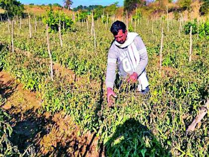 Dry fruits make crops | दव गोठल्याने पिके करपली