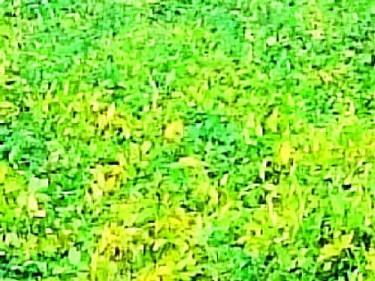 Crisis on farmers this year too | यंदाही शेतकऱ्यांवर अस्मानी संकट Crisis on farmers this year too | यंदाही शेतकऱ्यांवर अस्मानी संकट