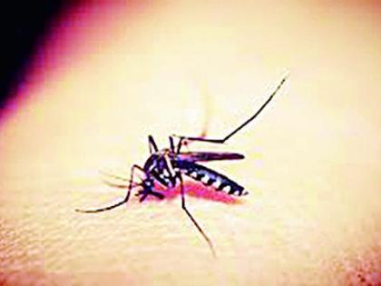 Dengue: 17 positive | डेंग्यू : १७ पॉझिटिव्ह