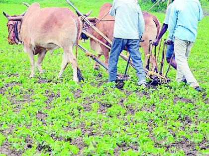 More than one lakh farmers participate in kharif insurance | खरीप विम्यात सव्वा लाख शेतकऱ्यांचा सहभाग