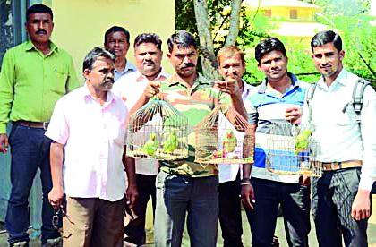 Four parrots released by forest department | वनविभागाने केली चार पोपटांची सुटका