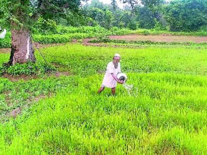 पावसाचा दगा, भातशेती आली धोक्यात