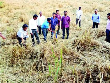 After all, the Agriculture Officer came to the fields | अखेर कृषी अधिकारी धडकले शेतावर