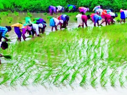 Insurance coverage for crop yields of over 3,000 hectares | ३६ हजार हेक्टरवरील पिकांचा उतरविला विमा