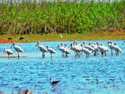 Winter gathering of 19 thousand migratory birds in Bharatpur | १९ हजार स्थलांतरित पक्ष्यांचे ‘भरतपूर’ला हिवाळी संमेलन