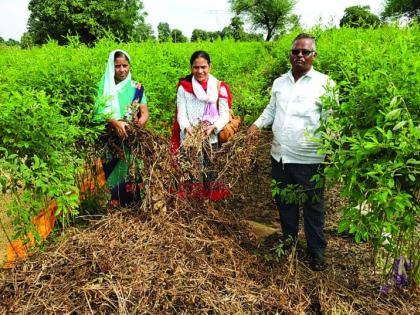 Buldana: Upgraded money to 90 paisa | बुलडाणा: सुधारीत पैसेवारी ६९ पैसे