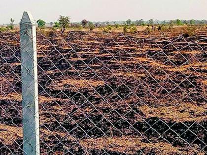 Thousands of saplings were burnt in the fire | रोपवनात आग लागून हजारो रोपटे जळाली Thousands of saplings were burnt in the fire | रोपवनात आग लागून हजारो रोपटे जळाली