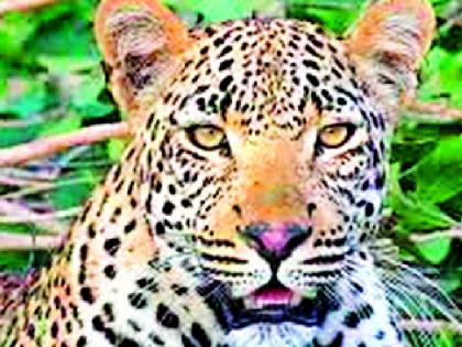 Leopard scare in Akapur Shivara, citizens in terror | आकापूर शिवारात बिबट्याचा धुमाकूळ, नागरिक दहशतीत Leopard scare in Akapur Shivara, citizens in terror | आकापूर शिवारात बिबट्याचा धुमाकूळ, नागरिक दहशतीत