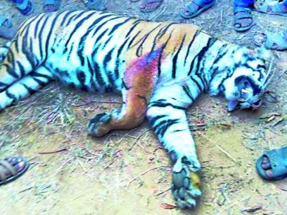 Six villages under lease of perpetrator tigers | सहा गावे पट्टेदार वाघाच्या दहशतीखाली