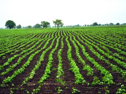 Sowing of crops in Akola district at 87% | अकोला जिल्ह्यात पिकांची पेरणी ८७ टक्क्यांवर