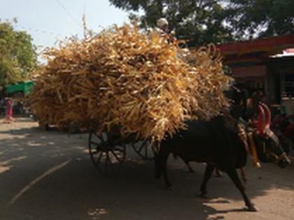 Due to inadequate milk business crisis | चा-याअभावी दुग्ध व्यवसाय संकटात