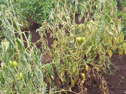 Unidentified Diseases on Dindori Tomato Crops | दिंडोरी टमाट्याच्या पिकावर अज्ञात रोग Unidentified Diseases on Dindori Tomato Crops | दिंडोरी टमाट्याच्या पिकावर अज्ञात रोग