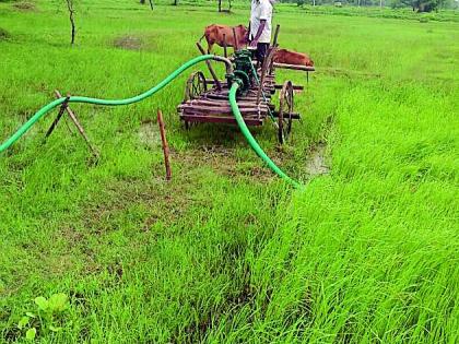 Due to the absence of rain, the works of Paddy Roping | पावसाअभावी धान रोवणीची कामे ठप्प