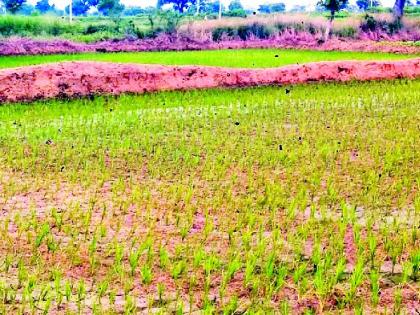 Drought hit the district this year | जिल्ह्यात यंदा कोरड्या दुष्काळाचे सावट