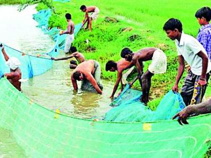 Promotion of Masolas will be done in 299 ponds | २९० तलावांत होणार मासोळ्यांचे संवर्धन