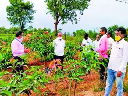 An innovative experiment in Israeli mango cultivation | इस्रायली आंबा लागवड एक नाविन्यपूर्ण प्रयोग