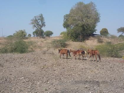 Hailing the untimely horseman, the villager, Hiraan, | उमराणेला बेवारस घोड्यांच्या कळपाने ग्रामस्थ हैराण