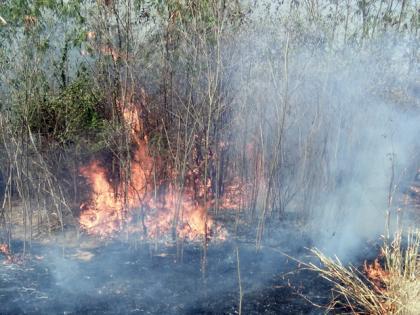 Fertile fire in Parner | पारनेरमध्ये फळबागेला आग