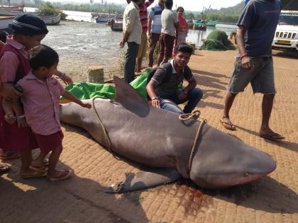 Vengurle-Kerwadi seized in the ocean, 300 kilograms of peacock fish ... | अबब... वेंगुर्ल्याच्या समुद्रात सापडला ३०० किलो वजनाचा मोरी मासा