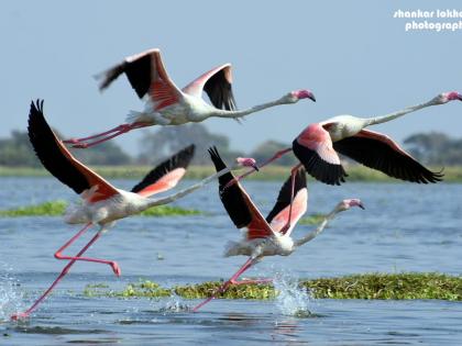 Bird Sanctuary at Nandurmideeshwar | नांदूरमध्यमेश्वर येथील पक्षी अभयआरण्य पक्षी दाखल