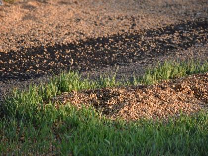 Increased seed demand for rabbis | रब्बीसाठी वाढीव बियाण्यांची मागणी Increased seed demand for rabbis | रब्बीसाठी वाढीव बियाण्यांची मागणी
