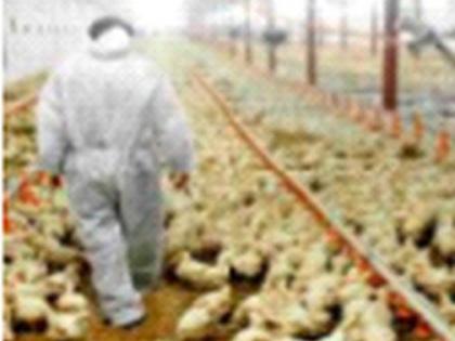 Six teams working for bird flu | बर्ड फ्ल्यूसाठी सहा पथके कार्यरत