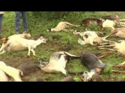 Nine goats die at Wadphal | वडफळ्या येथे नऊ शेळ्यांचा मृत्यू