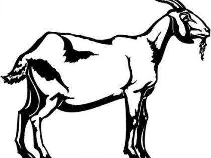 Nine goats die at Wadphalya | वडफळ्या येथे नऊ शेळ्यांचा मृत्यू