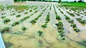 Crop damage due to continuous rains in Erandgaon area | एरंडगाव परिसरात सततच्या पावसाने पिकांचे नुकसान