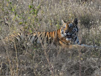 Tigers are returning at Golpahadi in the Pench Tiger Reserve | पेंच व्याघ्र संरक्षित क्षेत्रातील गोलपहाडीत परतले वाघ