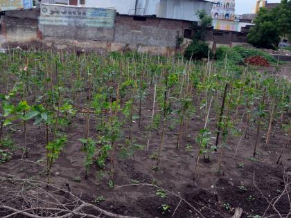 1 lakh 5 thousand trees are planted in Parbhani district | परभणी जिल्ह्यात ३४ लाख २६ हजार वृक्ष लागवड