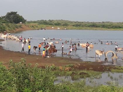 The rush to bathe the bulls in the water of the leisure pond in the event of heavy rains | जोरदार पावसाअभावी पाझर तलावाच्या तोकड्या पाण्यात बैलांना अंघोळ घालण्यासाठी गर्दी