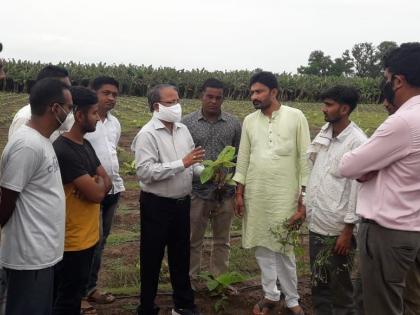 To control CMV from nature, stop the cultivation of cotton and maize crops which are infested with sucking insects for two years-Dr. KB Patil | निसर्गातून सीएमव्ही घालवण्यासाठी रसशोषक किडींचा प्रादुर्भाव होणारी कापूस व मका पिकांची दोन वर्ष लागवड थांबवा-डॉ.के.बी.पाटील