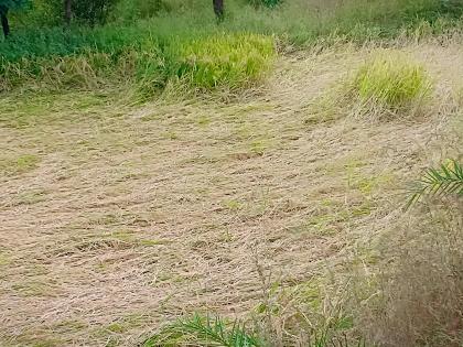 Rain damage to crops in Surgana taluka | सुरगाणा तालुक्यातील पिकांचे पावसाने नुकसान