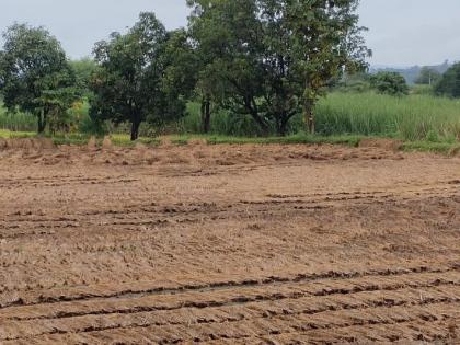 Paddy loss in Igatpuri taluka | इगतपुरी तालुक्यात भाताचे नुकसान