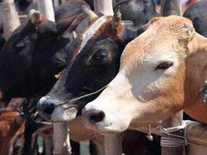 Large turnover due to closure of livestock market | जनावरांचा बाजार बंद झाल्याने मोठी उलाढाल ठप्प