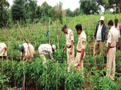 Sunday Motivation: Visapur Jail second in the state in farm income | संडे Motivation : विसापूर कारागृह शेती उत्पन्नात राज्यात द्वितीय