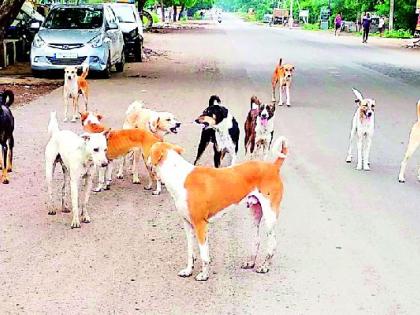 Dogs held Vardhekar | बेवारस श्वांनानी धरले वर्धेकरांना वेठीस