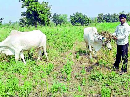 Animals left in the soybean fields | सोयाबीनच्या शेतात सोडली जनावरे