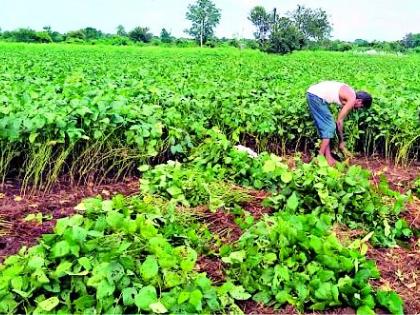 Natural Disaster on 43,000 hectares of soybean | निसर्गाची ४३ हजार हेक्टर सोयाबीनवर आपत्ती