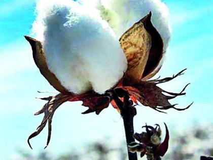 Low prices in the name of insect cotton | कीडक कापसाच्या नावाखाली कमी भाव