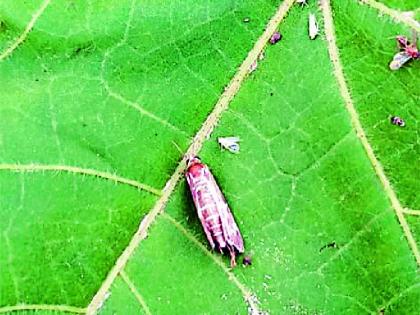 Infestation of juvenile pests on crops | पिकांवर रसशोषक किडींचा प्रादुर्भाव