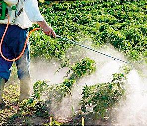 Pesticide's 'Side Effect' | कीटकनाशकांचा ‘साईड ईफेक्ट’ Pesticide's 'Side Effect' | कीटकनाशकांचा ‘साईड ईफेक्ट’
