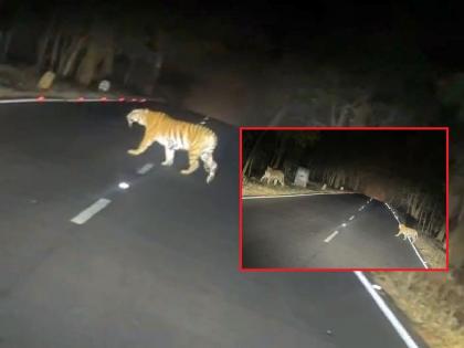 Free movement of tigress with four cubs on Kohmara-Murdoli route of Gondia District | कोहमारा-मुरदोली मार्गावर चार बछड्यांसह वाघिणीचे दर्शन, प्रवाशाने टिपला मुक्तसंचार