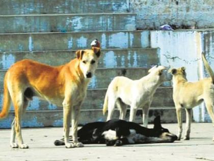 Stray dogs are cremated by the municipality | भटक्या कुत्र्यांवर पालिकेकडून अंत्यसंस्कार